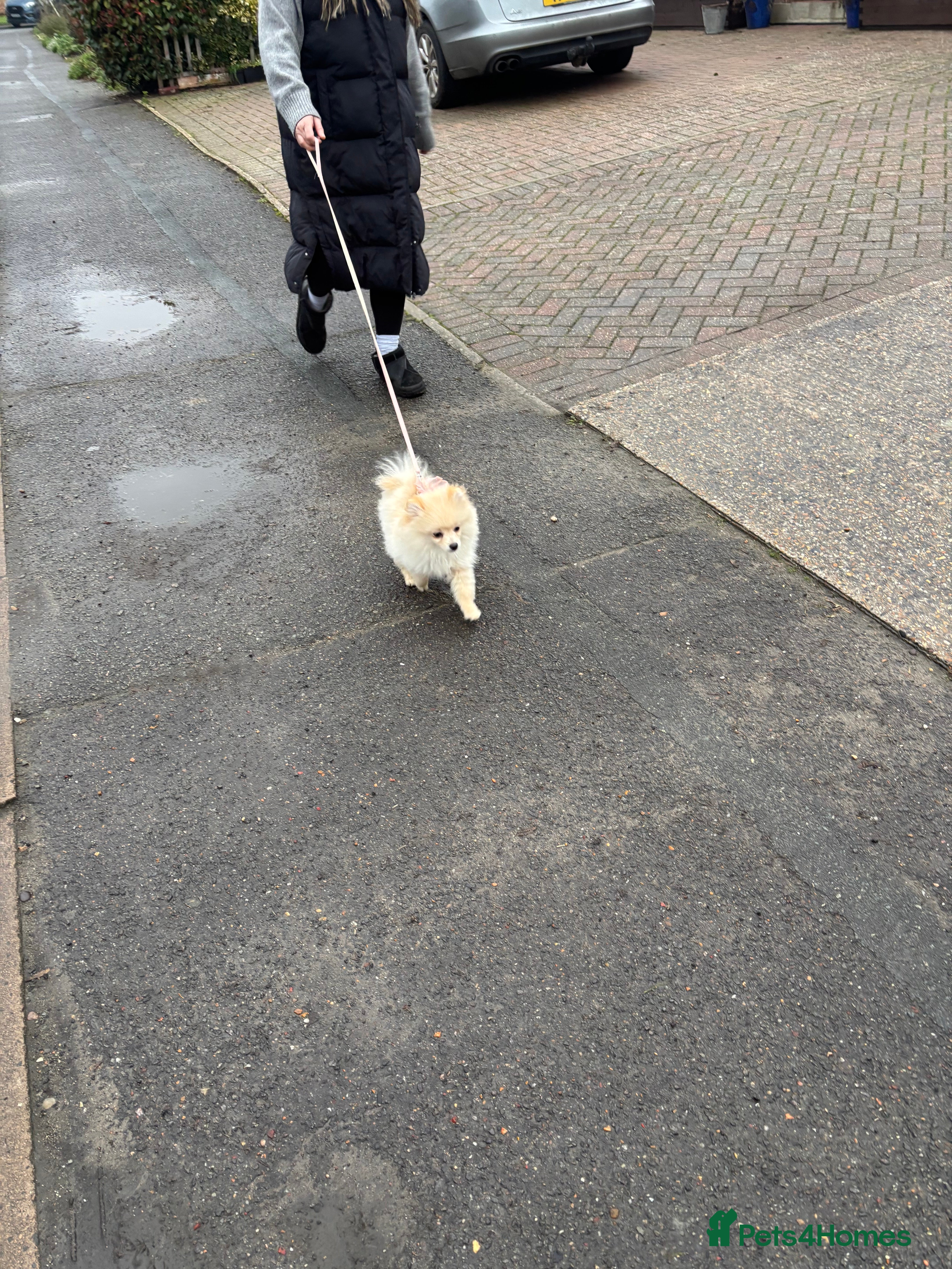 Pomeranian dogs Pomeranian males looking for there forever home  - Advert 13