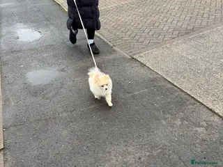 Pomeranian dogs Pomeranian males looking for there forever home - Advert 13