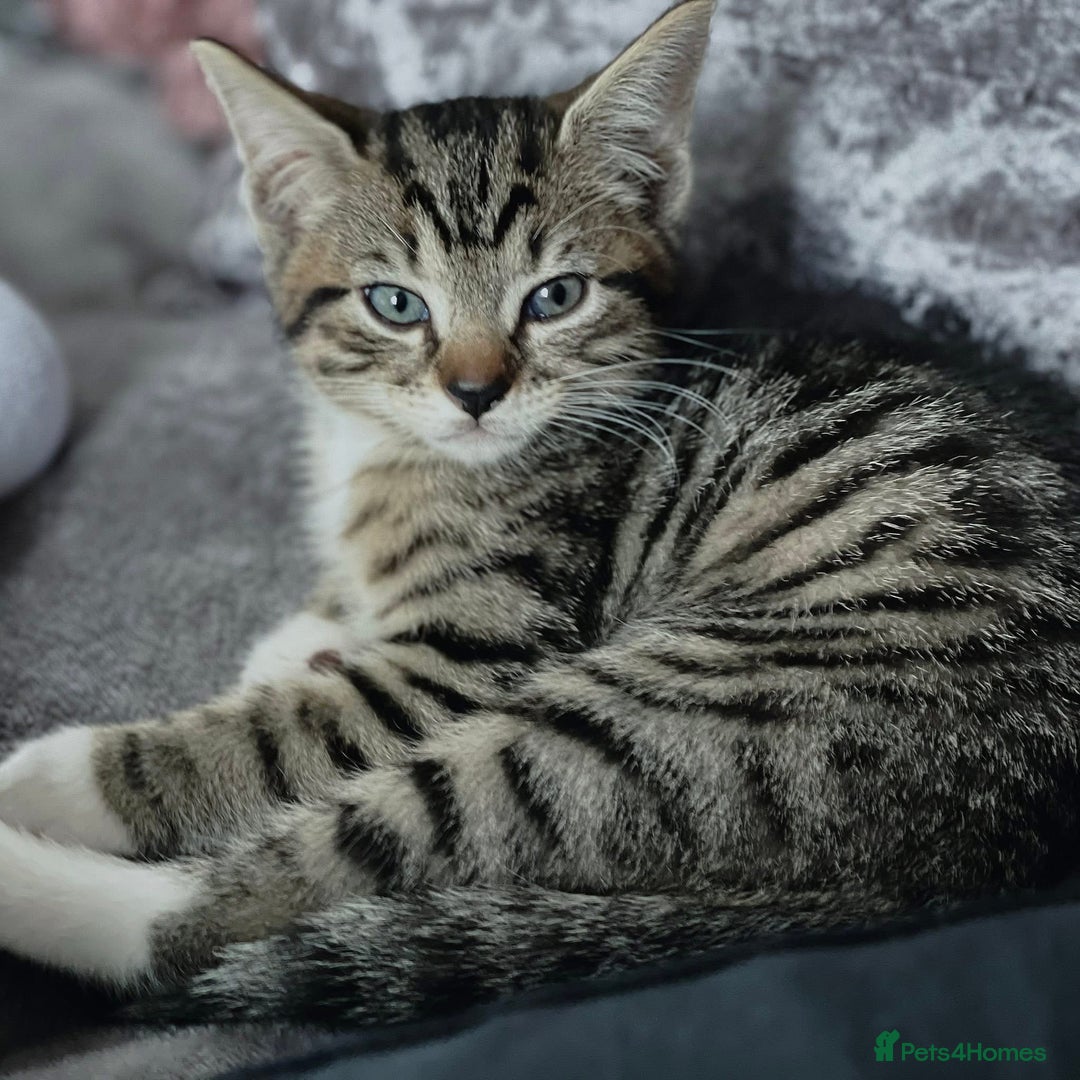 Mixed Breed cats for sale: Theee kittens for sale - Image 4
