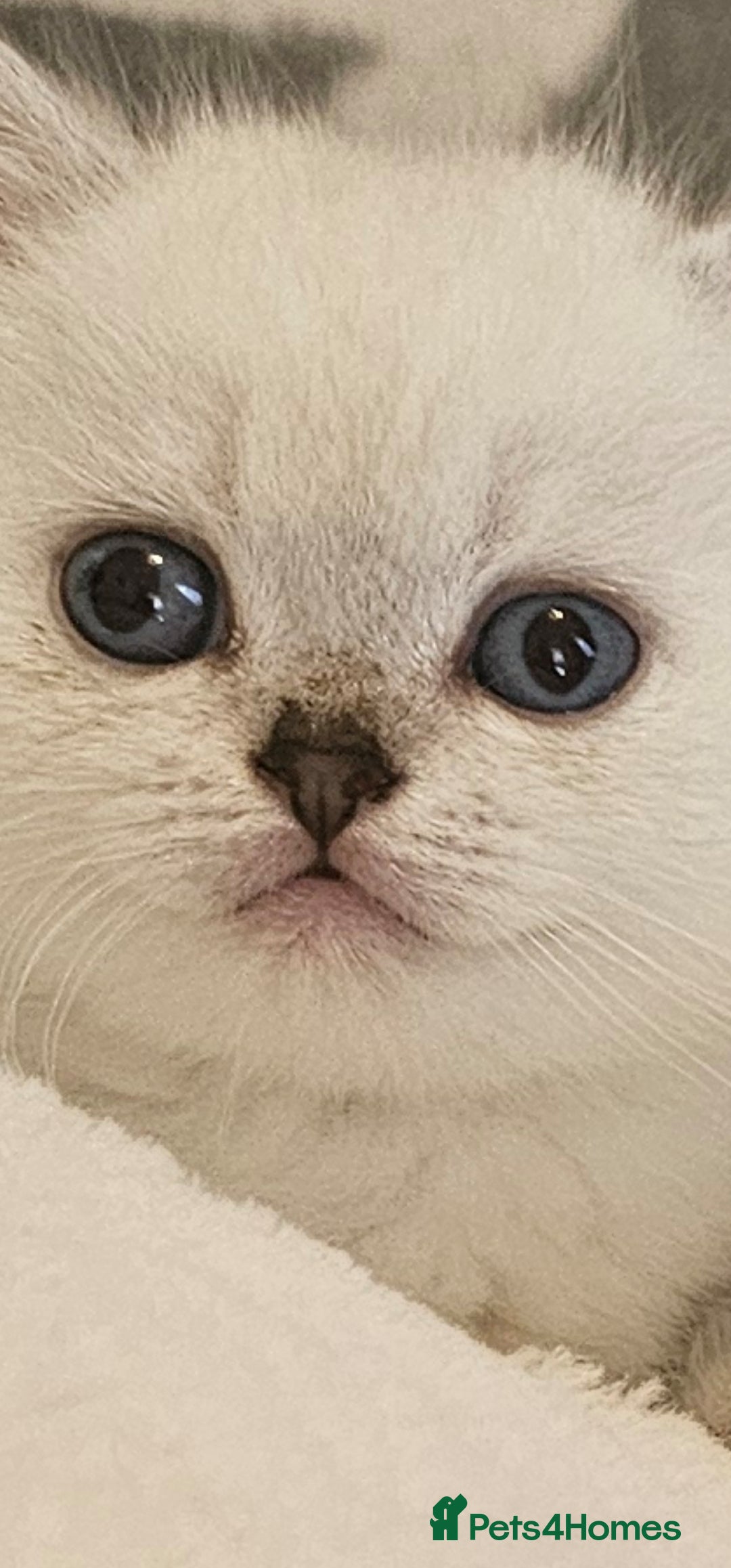 British Longhair cats for sale: snow white kittens - Image 12
