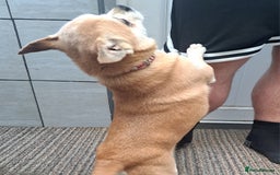 Mixed Breed dogs for sale: 9 year old chihuahua cross for sale - Image 4