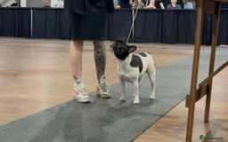 French Bulldog dogs for sale: 2 frenchie girls  - Image 1