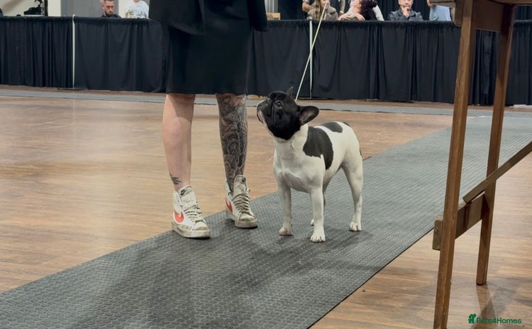 French Bulldog dogs - Advert 3