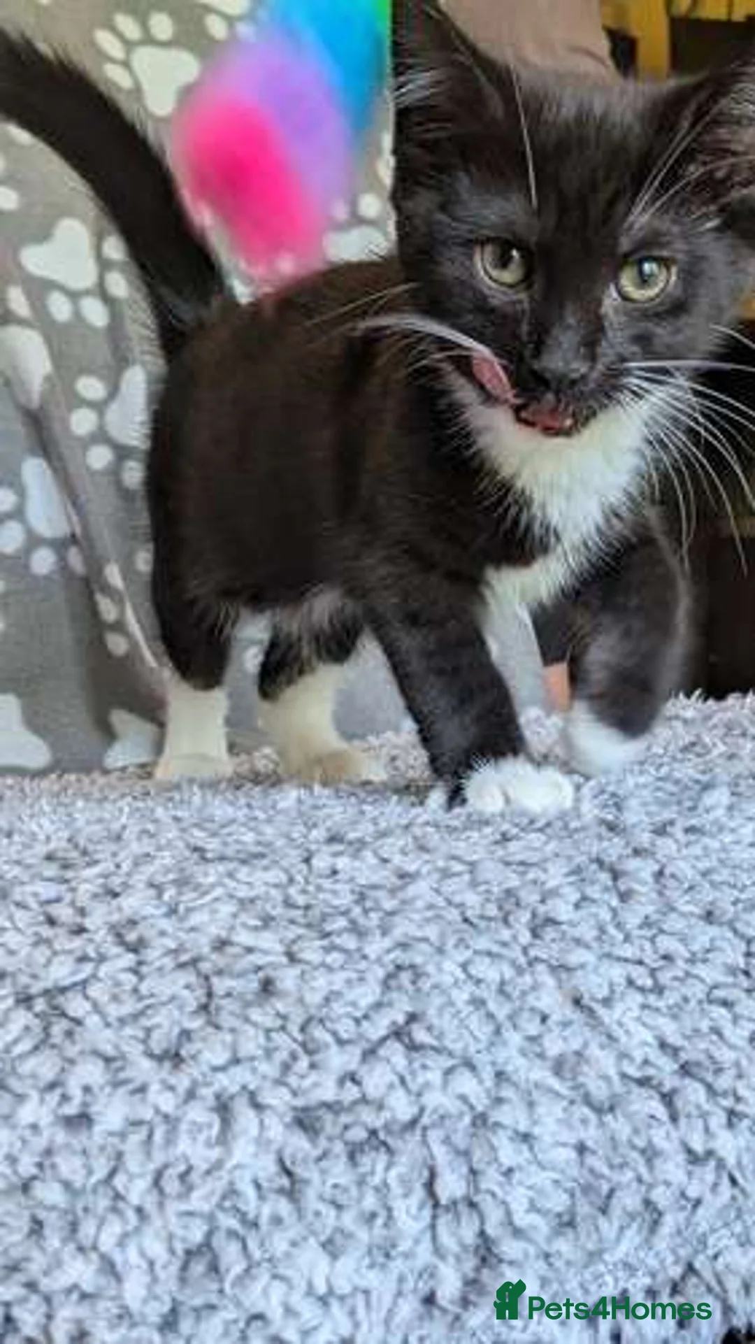 Mixed Breed cats for adoption: Dame Cat Sue Curry (Susan) - Advert 2