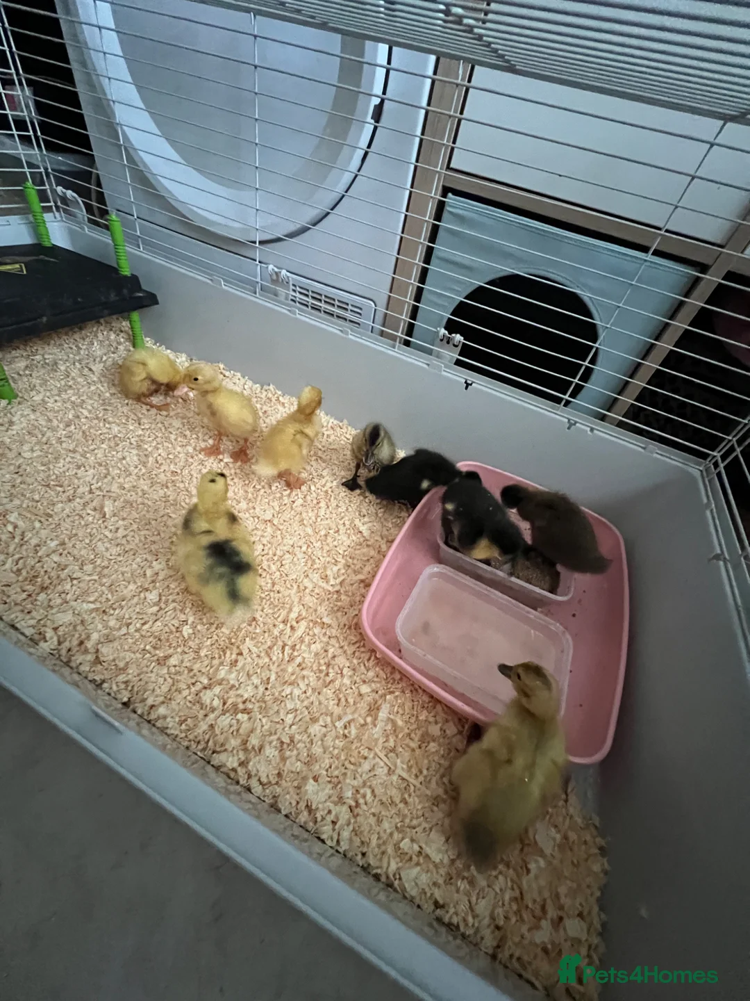 Ducks poultry for sale: Indian runner ducklings for sale  in Sheerness - Advert 2