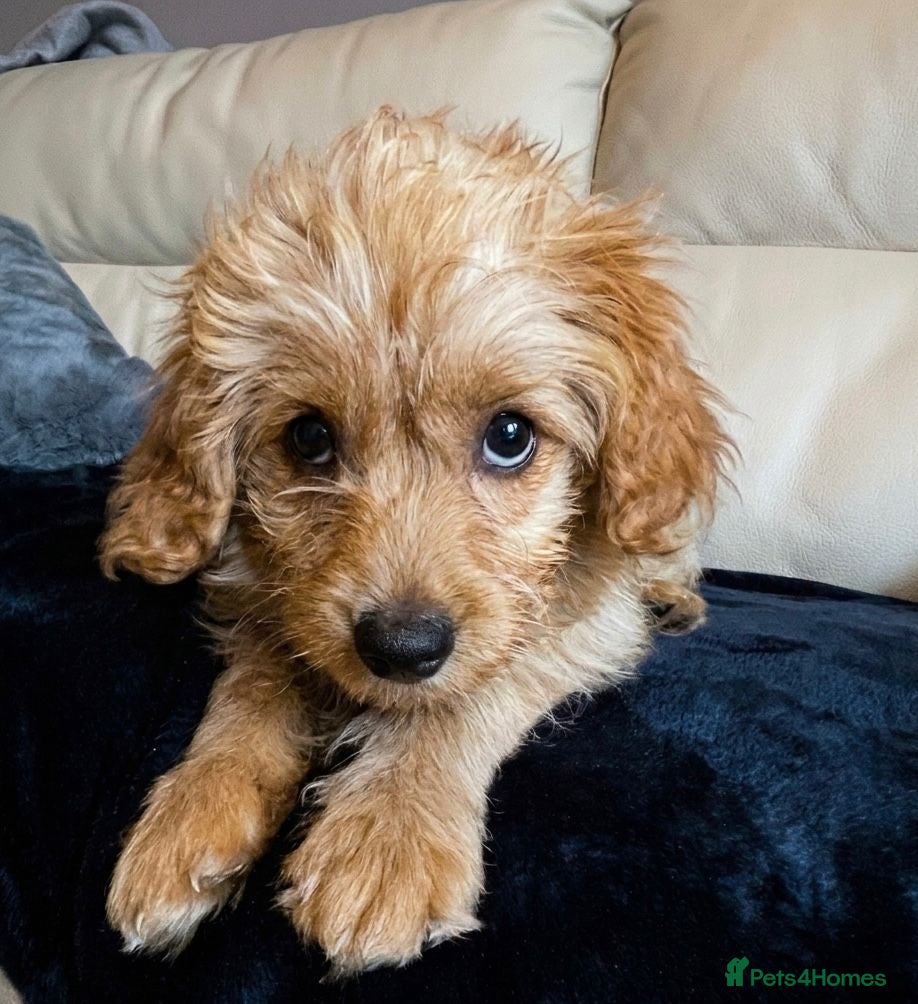 Cockapoo dogs for sale: Cockapoo puppy male  - Advert 6