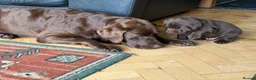 Labrador Retriever dogs for sale: Super Chunky Gorgeous George in Poulton-le-Fylde - Advert 8