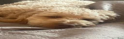 Cockapoo dogs for sale: Beautiful 10 month old F1 Cockapoo - Advert 1