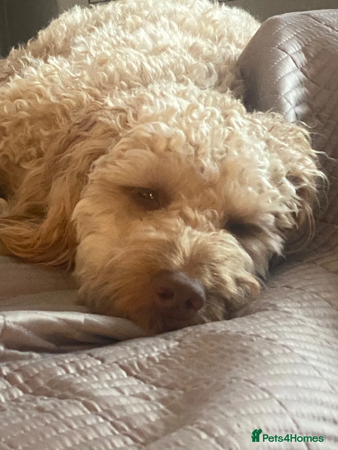 Cockapoo dogs for sale: Beautiful 10 month old F1 Cockapoo - Advert 1