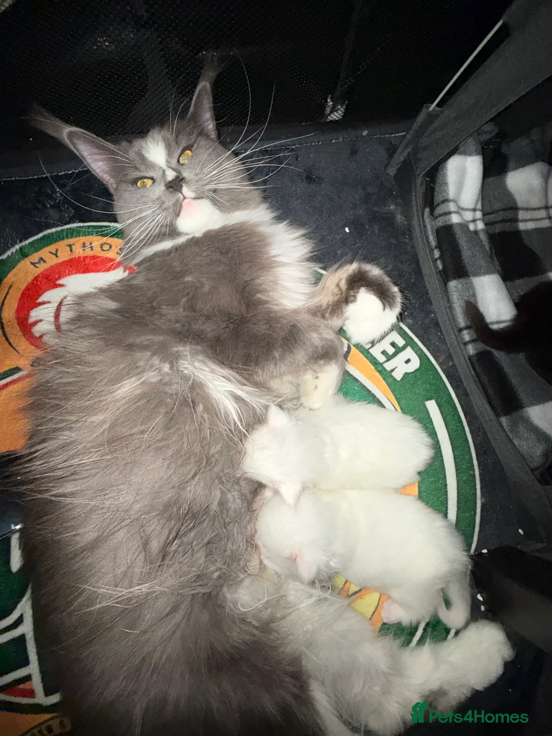 Maine Coon cats for sale: XXL Russian Bloodline Maine Coon Kittens for sale - Advert 2