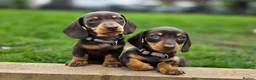 Miniature Dachshund dogs for sale: 2 Gorgeous Miniature dachshund females  - Advert 1