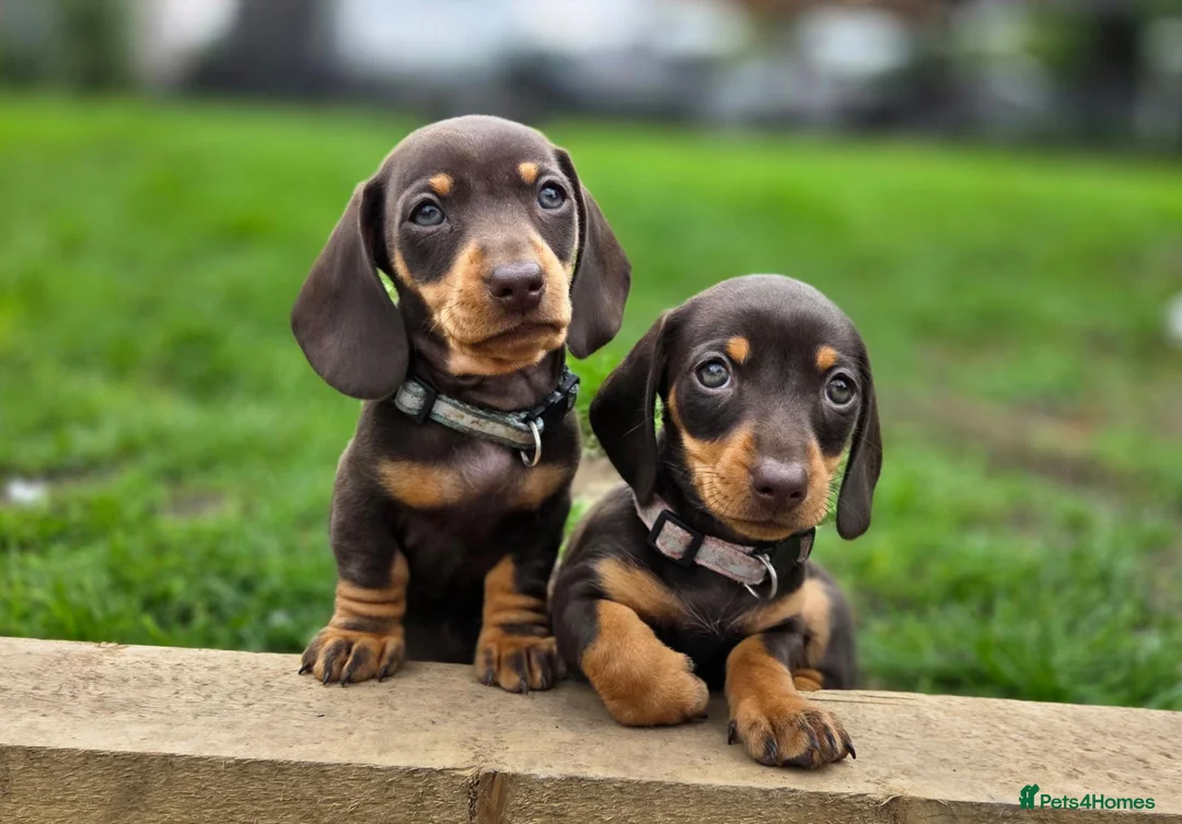Miniature Dachshund dogs for sale: 2 Gorgeous Miniature dachshund females  - Advert 1