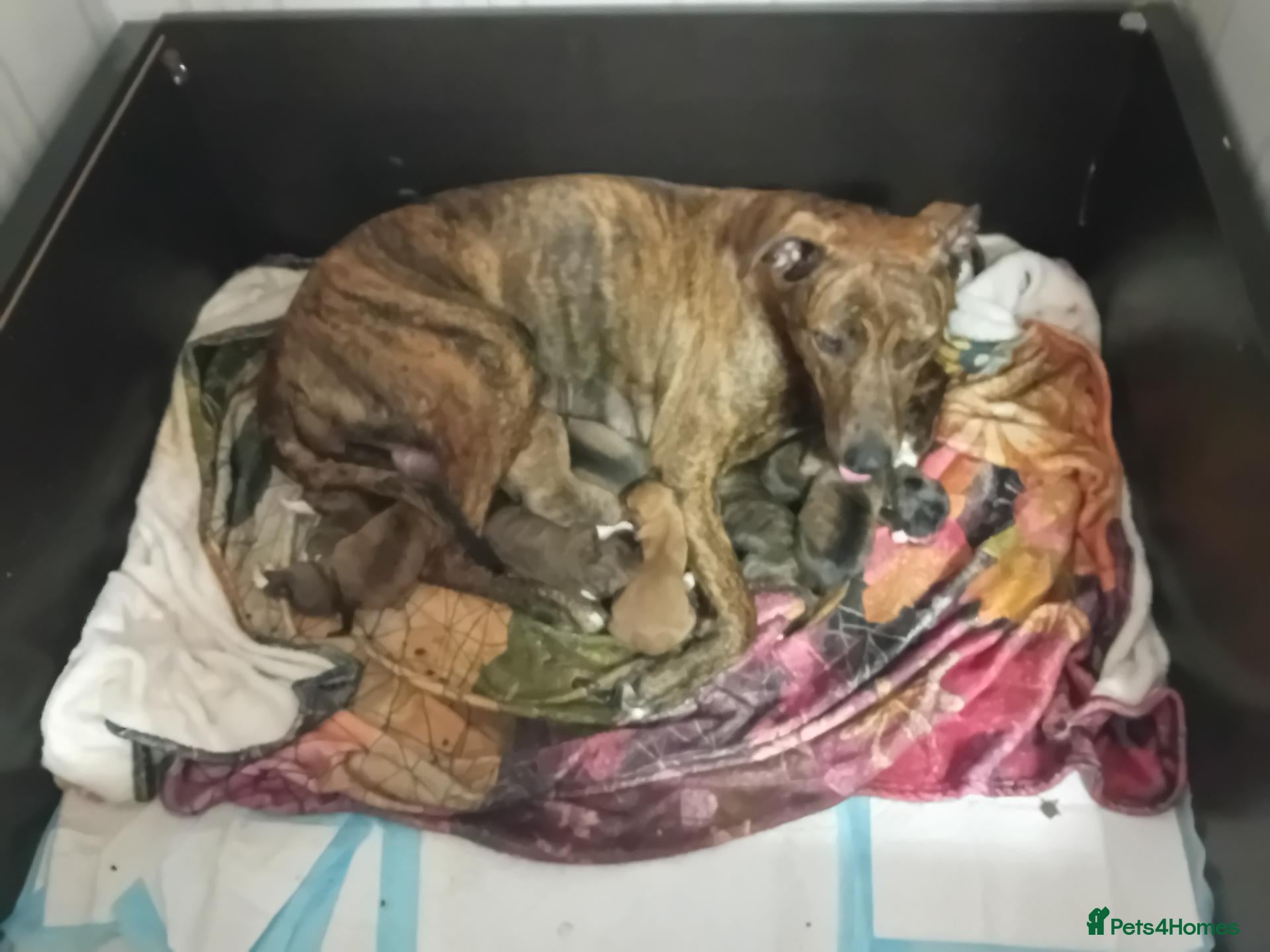 Mixed Breed dogs for sale: Puppies - Advert 2