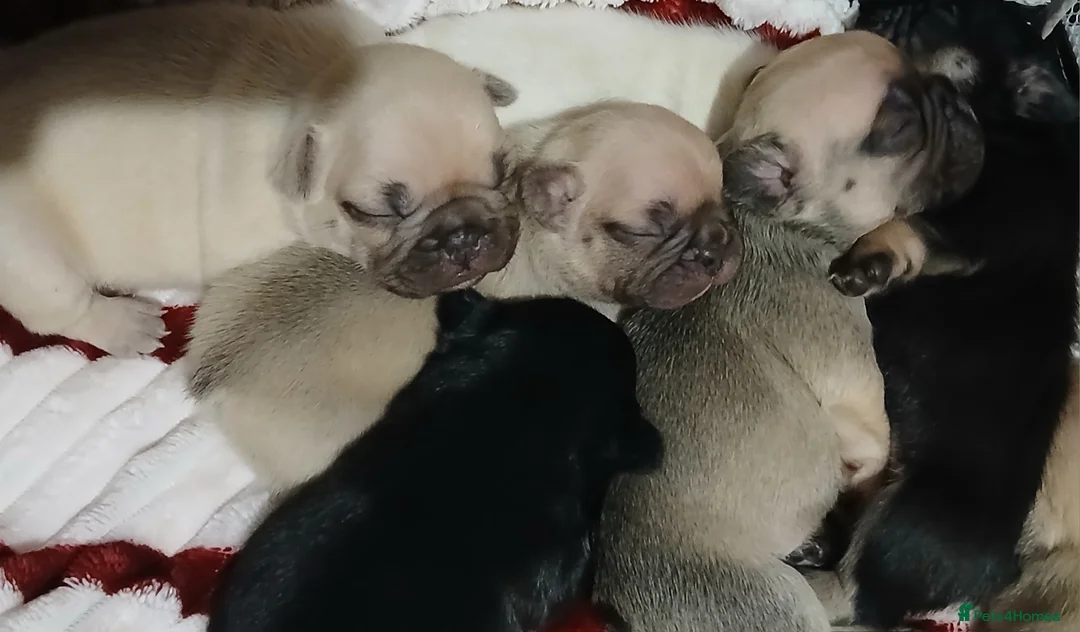 French Bulldog dogs for sale: Gorgeous frenchie pups - Advert 6