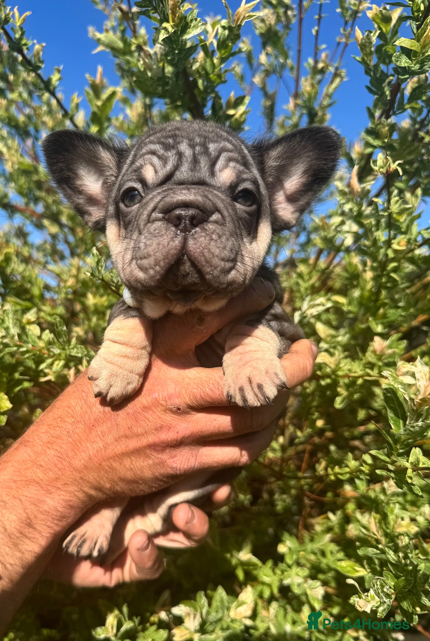 French Bulldog dogs 𝒮𝓉𝓊𝓃𝓃𝒾𝓃𝑔 𝒯𝒾𝓃𝓎 𝒻𝓇ℯ𝓃𝒸𝒽𝒾ℯ𝓈 - Advert 1