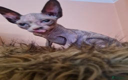 Sphynx cats for sale: Sphynx girl kitten for sale - Image 16