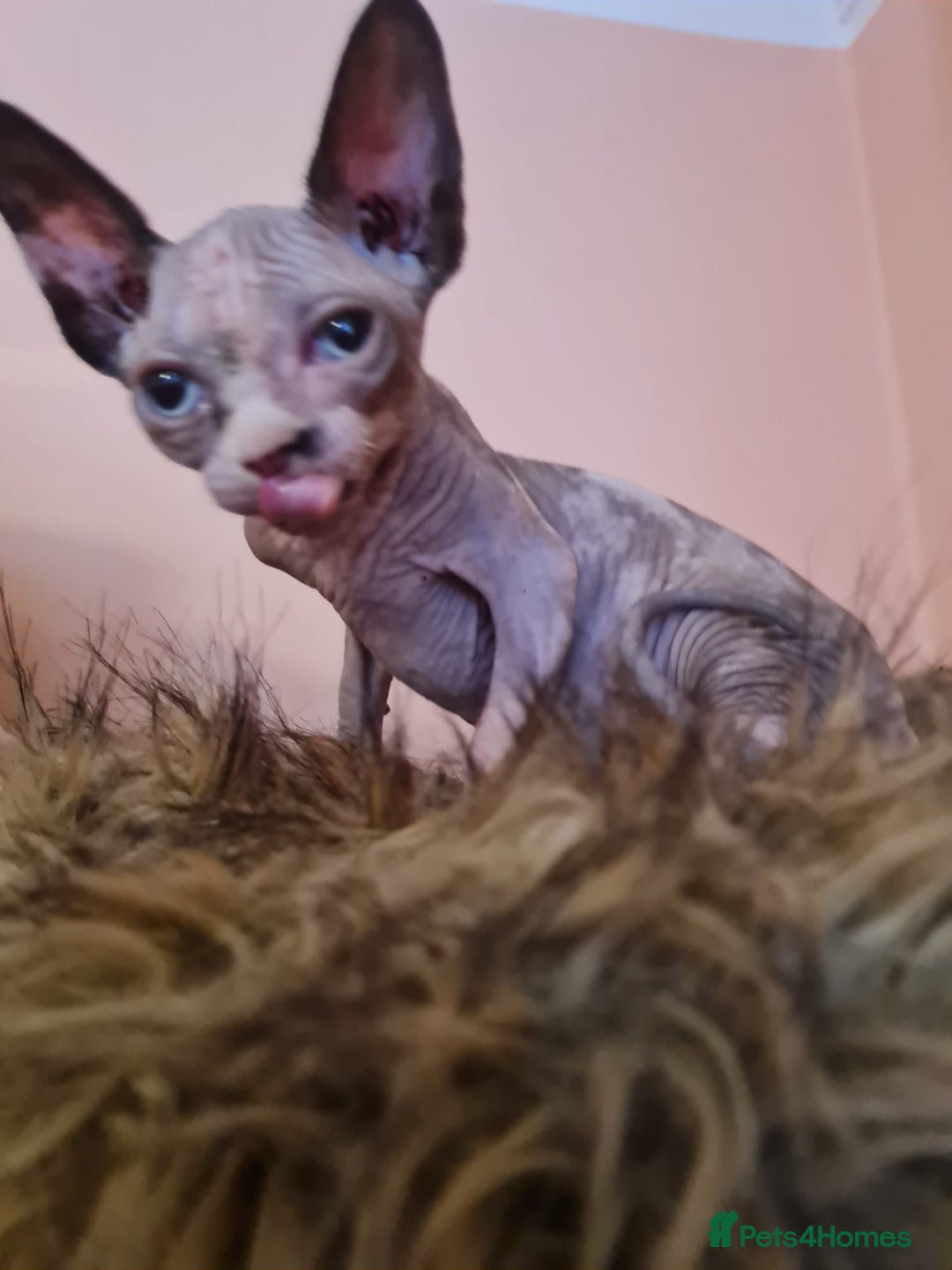 Sphynx cats for sale: Sphynx girl kitten for sale - Image 16