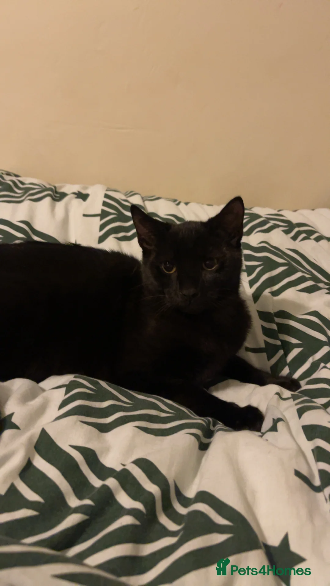 Mixed Breed cats for sale: Male kitten 8 months old - Advert 1