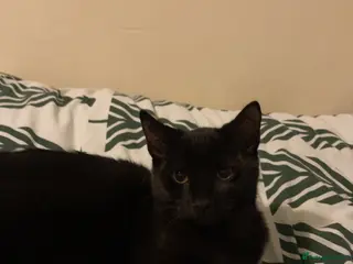 Mixed Breed cats Male kitten 8 months old - Advert 3