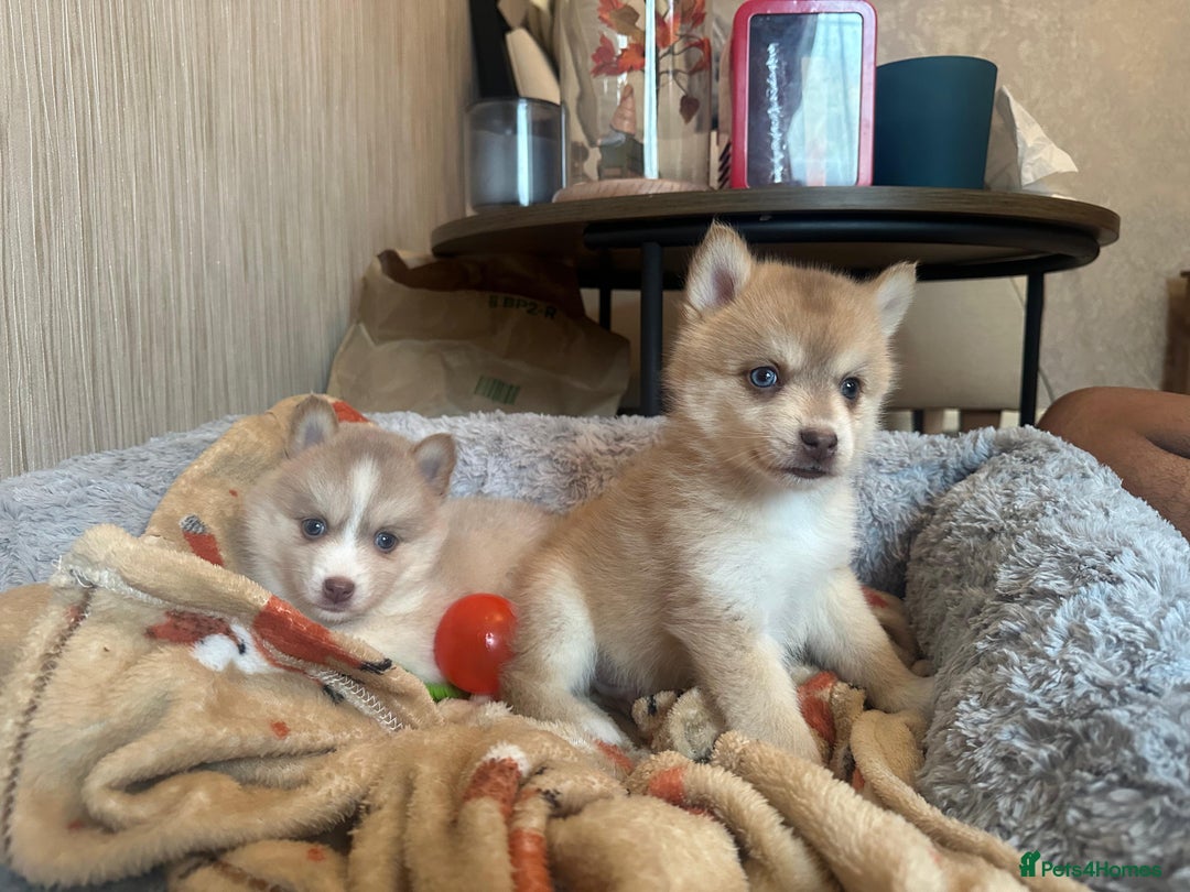 Pomsky dogs for sale: 3 Boys leftStunning Blue eyed F4 Pomsky pups - Advert 31