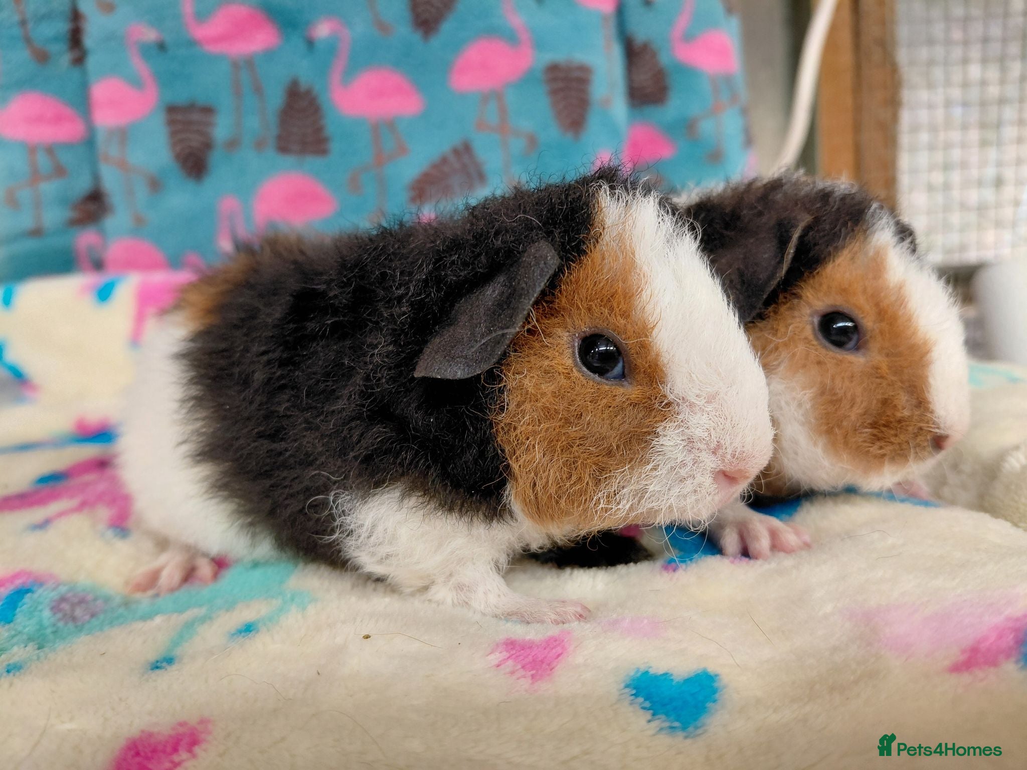 Guinea Pig rodents Baby Longhaired/Teddy Boars/Brothers RTR - Advert 19