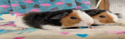 Guinea Pig rodents for sale: Baby Longhaired/Teddy Boars/Brothers RTR - Advert 1