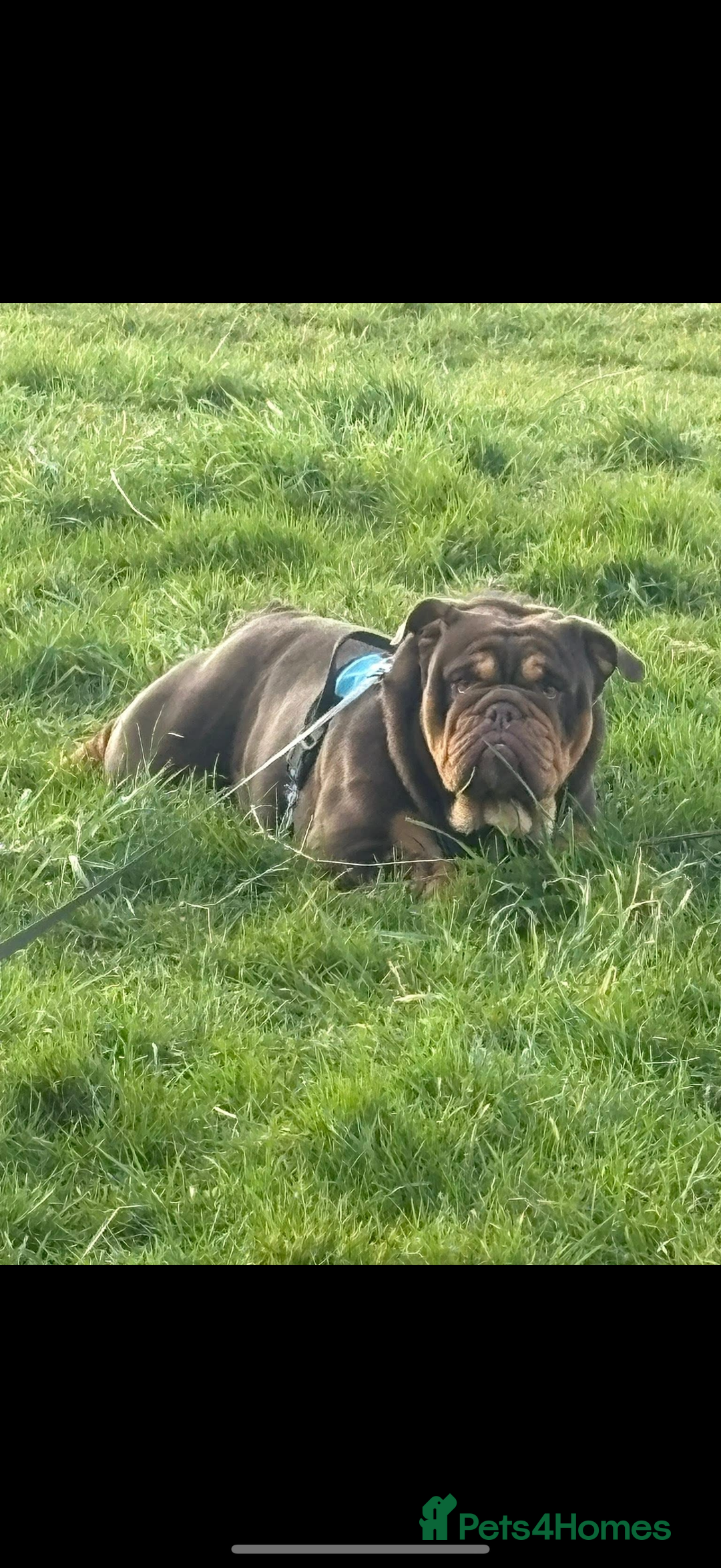 English Bulldog dogs for sale: Chocolate and tan English bulldog  - Advert 2