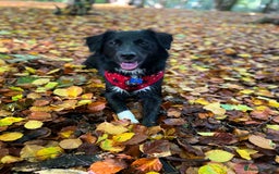 Sprollie dogs for sale: Dog in need of rehoming - Advert 3