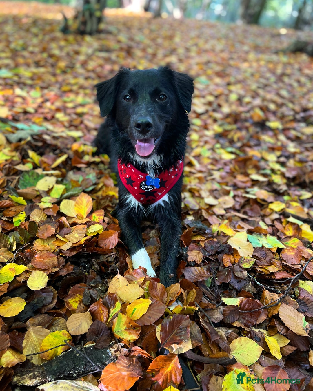 Sprollie dogs for sale: Dog in need of rehoming - Advert 3