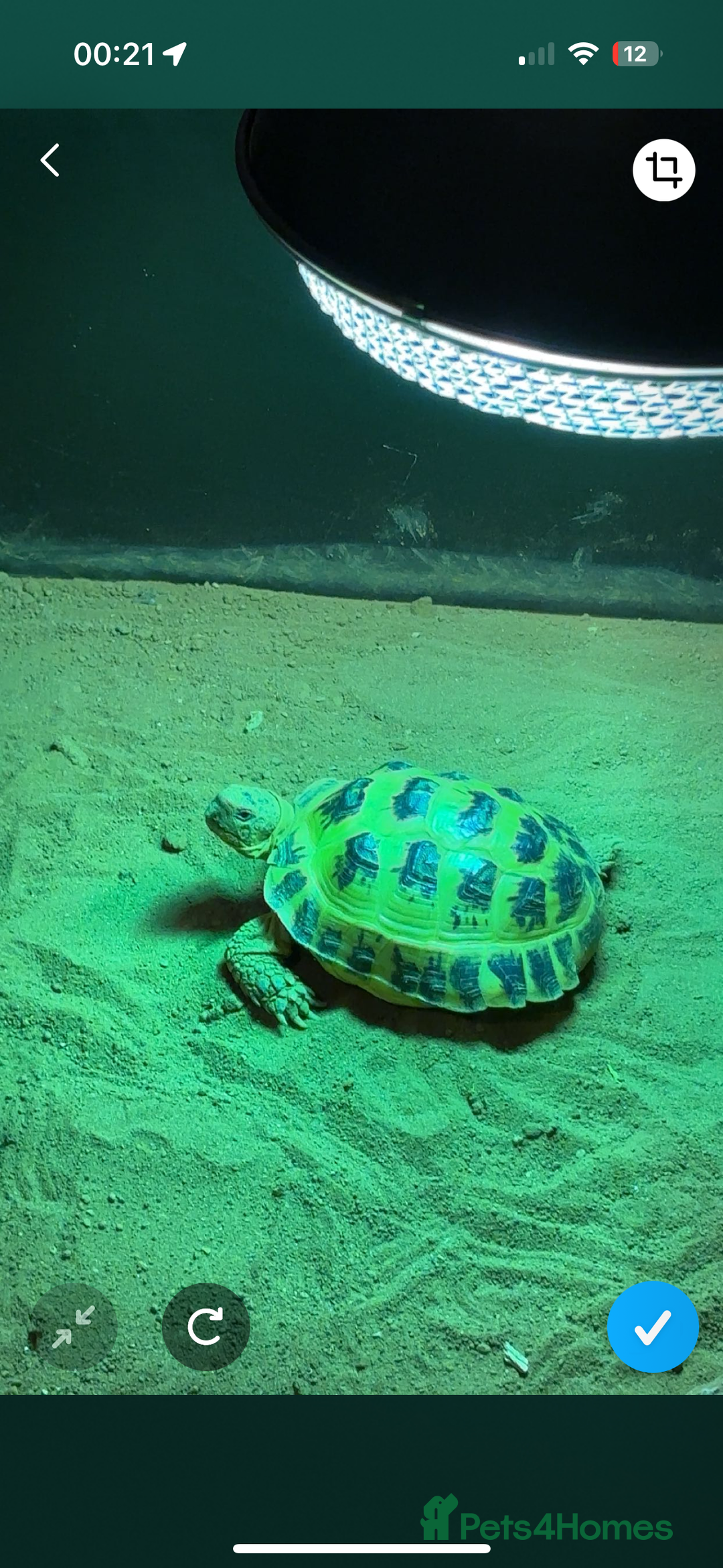Tortoise reptiles for sale: tortoise + full enclosure - Image 4