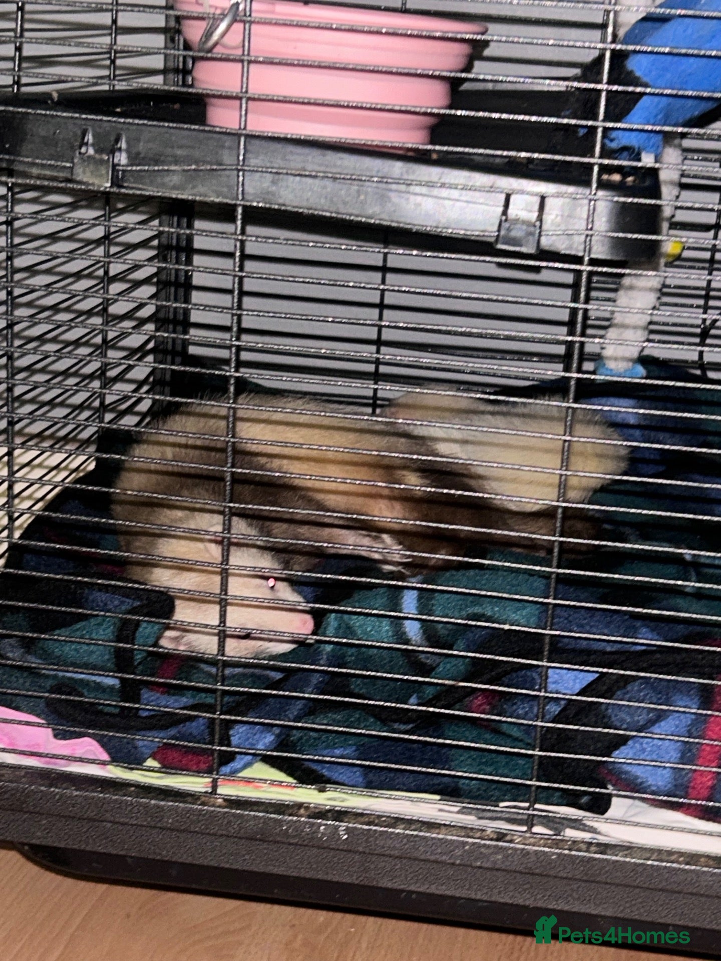 Ferret rodents for sale: 2 Ferrets for sale  - Advert 9