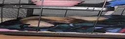 Ferret rodents for sale: 2 Ferrets for sale  in Slough - Advert 1
