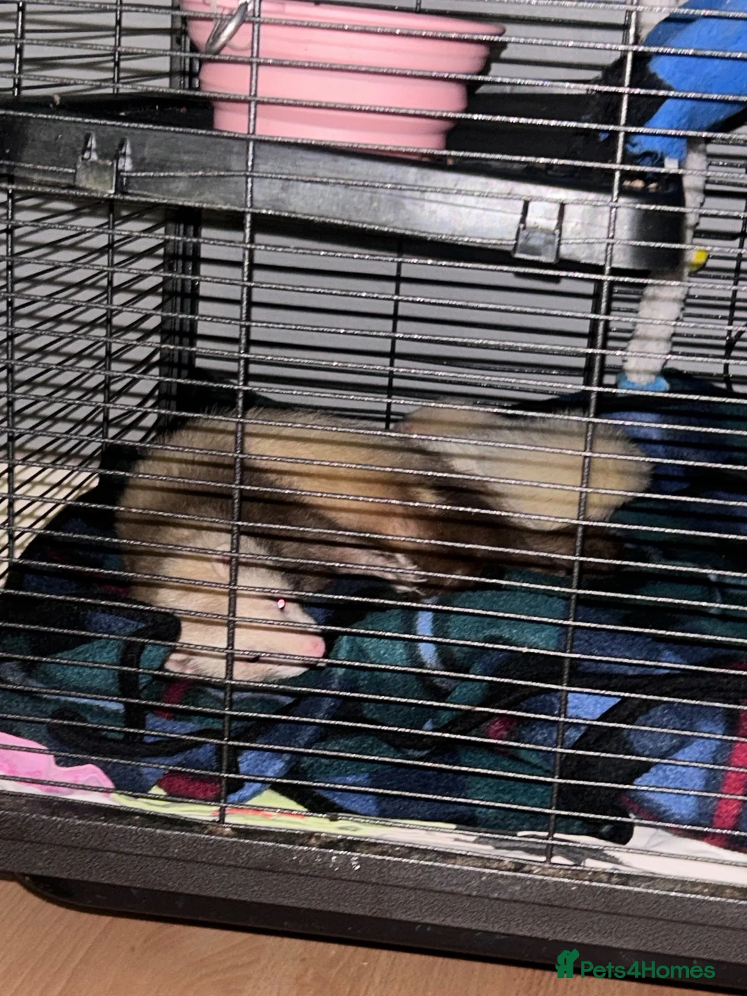 Ferret rodents for sale: 2 Ferrets for sale  in Slough - Advert 1