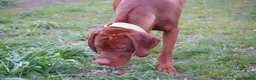 Hungarian Vizsla dogs for stud: Stunning young Vizsla stud - Mr Kipling🍰 (Essex) - Advert 3