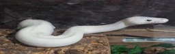 Python Snake reptiles for sale: Multiple ball pythons beautiful morphs an genders  in Ivybridge - Advert 11