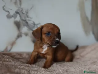 Mixed Breed dogs Cavapoo x Dachshund puppies - Advert 2