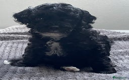 Cavapoo dogs for sale: Toy Cavapoo pups F1BB - Image 4