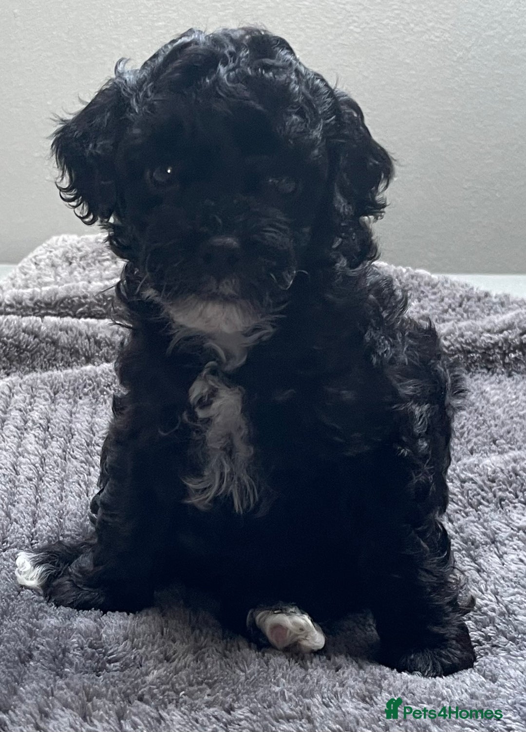 Cavapoo dogs for sale: Toy Cavapoo pups F1BB - Image 4