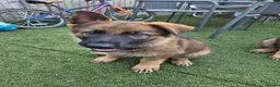 German Shepherd dogs for sale: German Shepherd  in Birmingham - Advert 7