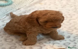 Cockapoo dogs for sale: 🐶F1B COCKAPOOS 5* HEALTHY CHECK🐶 - Image 12