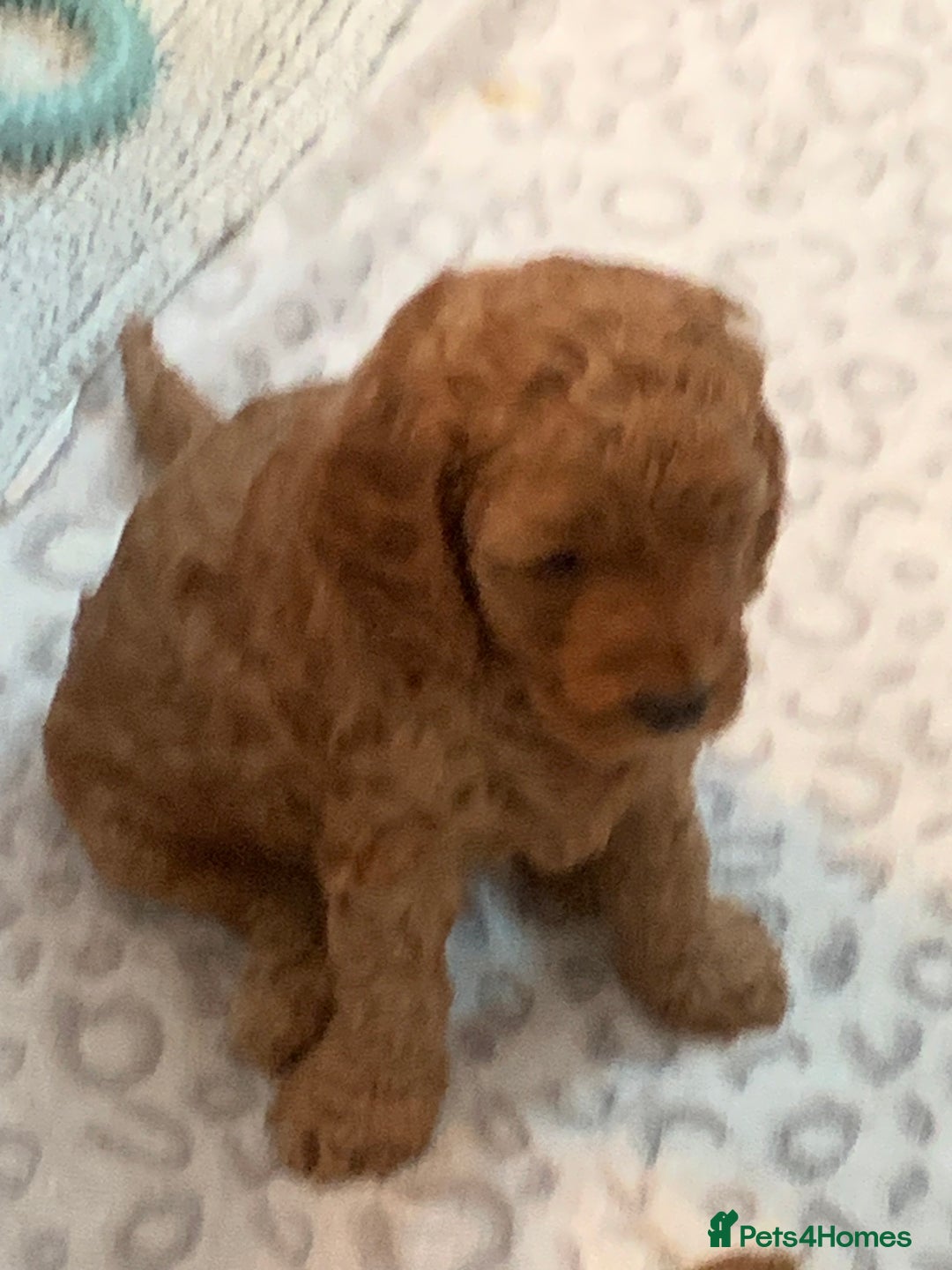 Cockapoo dogs for sale: 🐶F1B COCKAPOOS 5* HEALTHY CHECK🐶 - Image 12