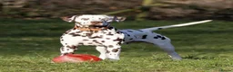 Dalmatian dogs for sale: Exceptional KC Liver Spotted Dalmatian Puppies in Worcester - Advert 23