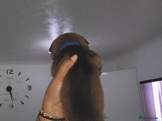 Mixed Breed dogs - Advert 21