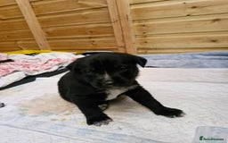 Mixed Breed dogs for sale: 1 dalmatian shepherd left - Image 10