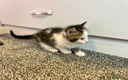Mixed Breed cats for sale: 5 beautiful kittens for sale  - Image 9