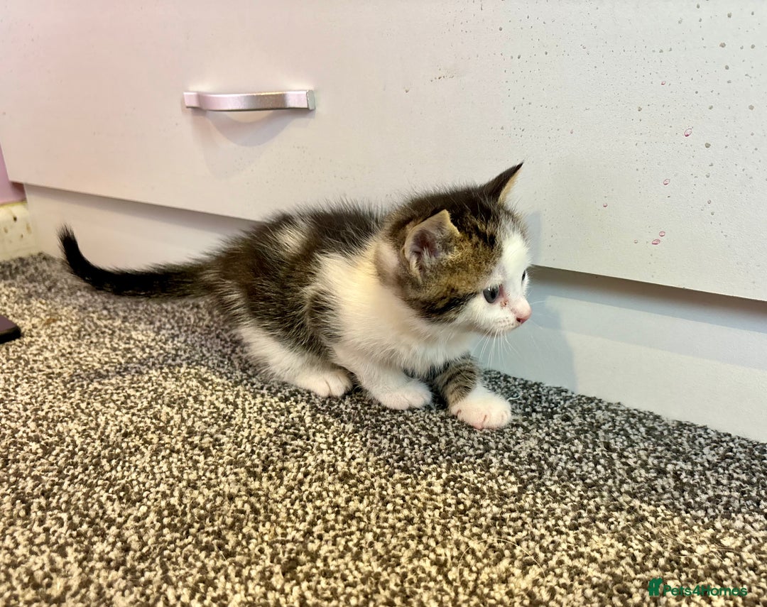 Mixed Breed cats for sale: 5 beautiful kittens for sale  - Image 9