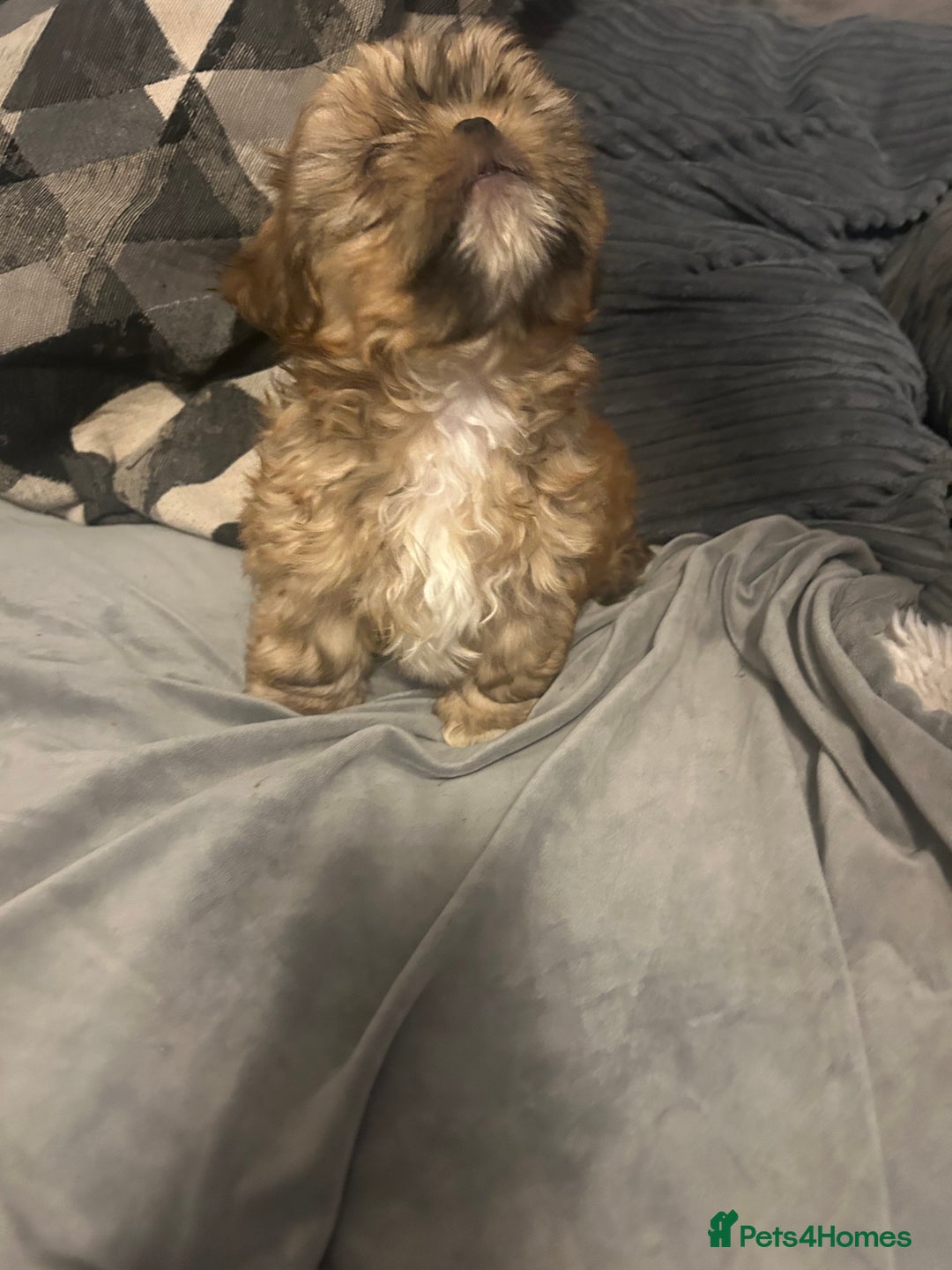 Shih Tzu dogs for sale: Gorgeous little boy - Advert 4