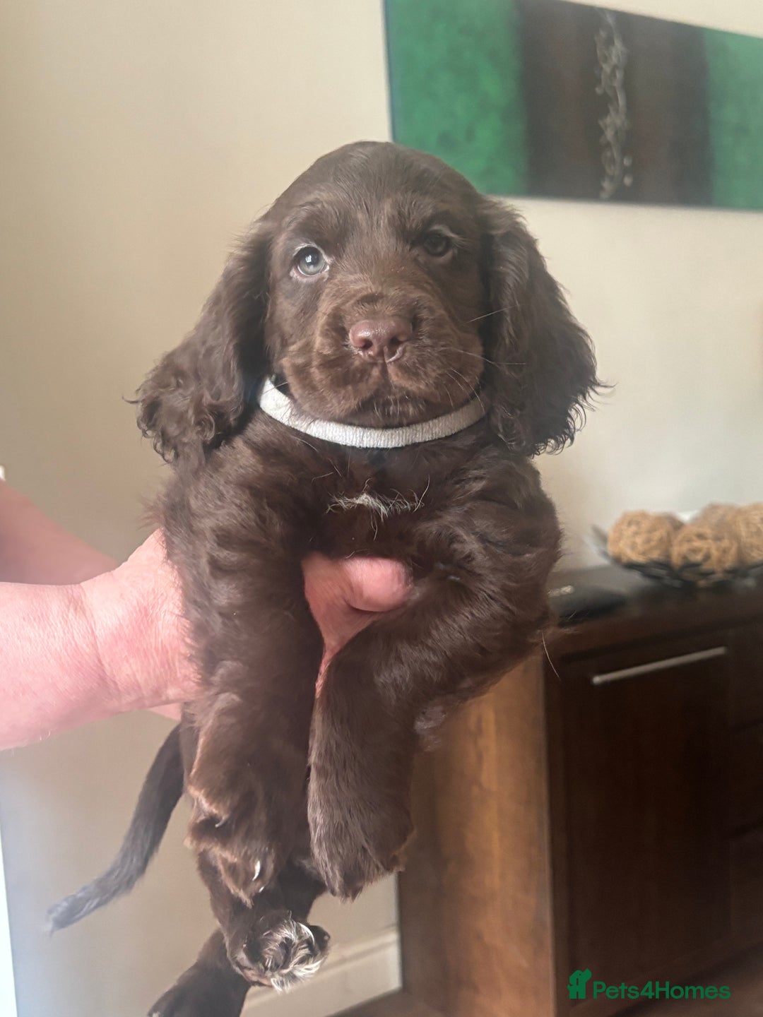 Cocker Spaniel dogs for sale: Stunning Health checked girl🩷ready to go now🐶 - Image 6