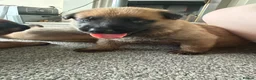 Belgian Shepherd Dog dogs for sale: Belgian Malinois Puppies  - Advert 21