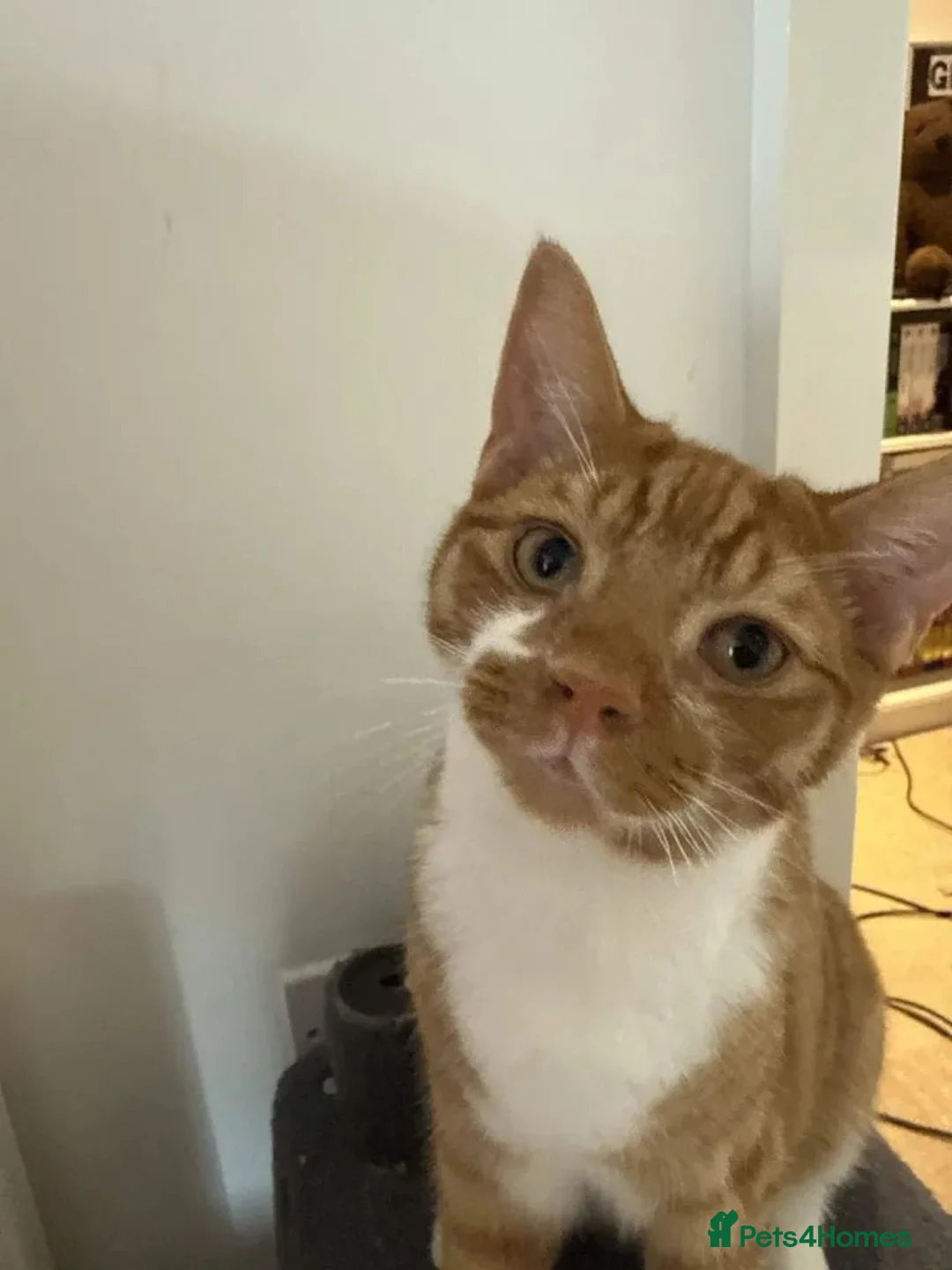 Mixed Breed cats for sale: 4 Beautiful 6 month old kittens in Hemel Hempstead - Advert 12